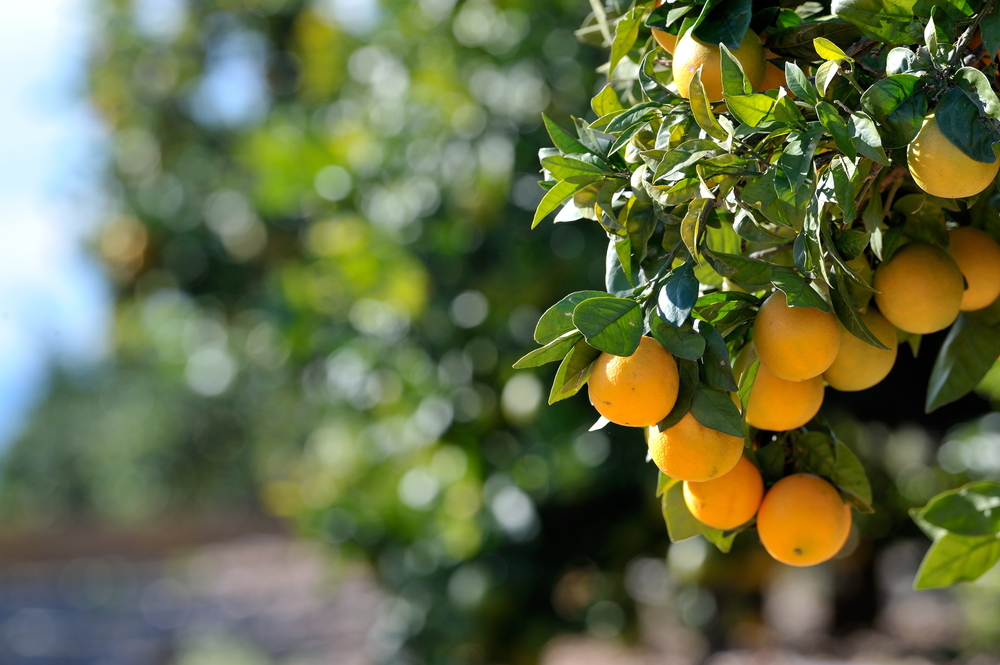 Tamark_Orange Juice_Manufacturing_Source